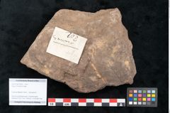 Foto (Objekt + Etikett) von Fagus ninnisiana Unger (NHMW-GEO-2024-0188-10202)